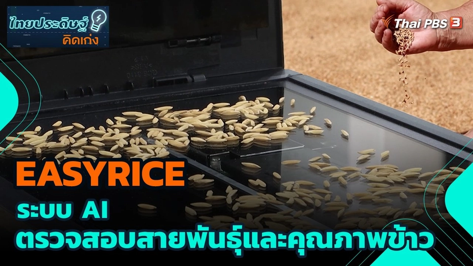 EASYRICE ระบบ AI ตรวจสอบสายพันธุ์และคุณภาพข้าว