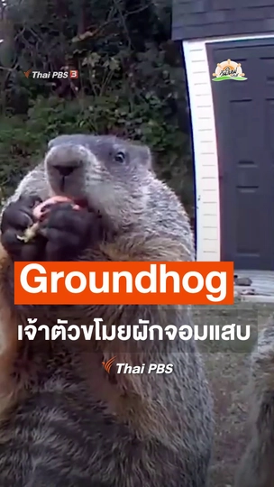 Groundhog เจ้าตัวขโมยผักจอมแสบ