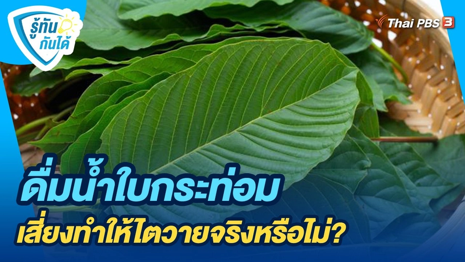 ดื่มน้ำใบกระท่อมเสี่ยงทำให้ไตวายจริงหรือไม่?