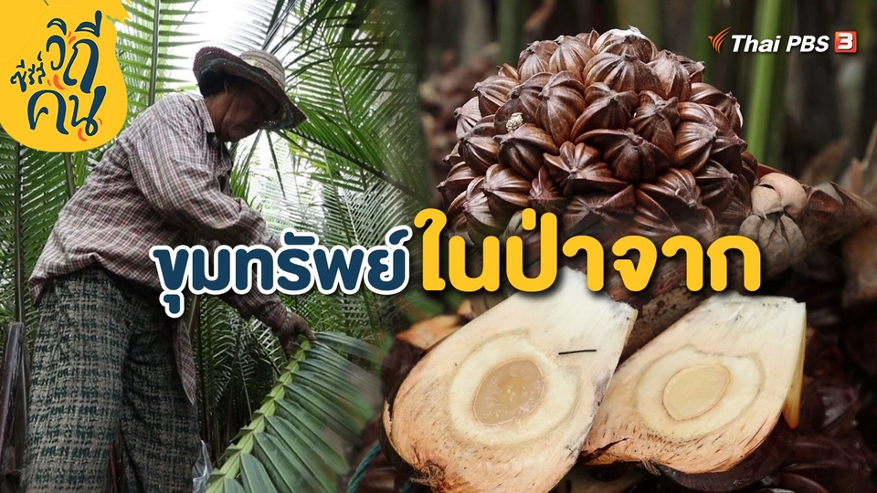 ขุมทรัพย์ในป่าจาก