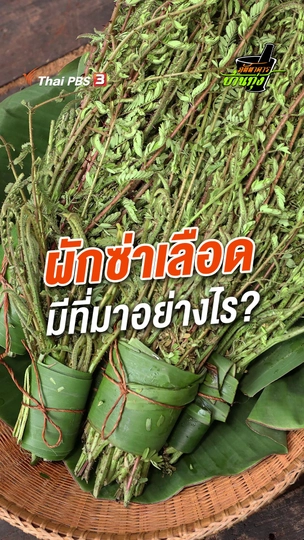 ผักซ่าเลือดมีที่มาอย่างไร