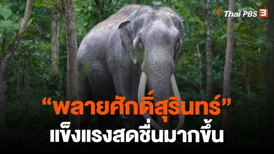 "พลายศักดิ์สุรินทร์" แข็งแรงสดชื่นมากขึ้น