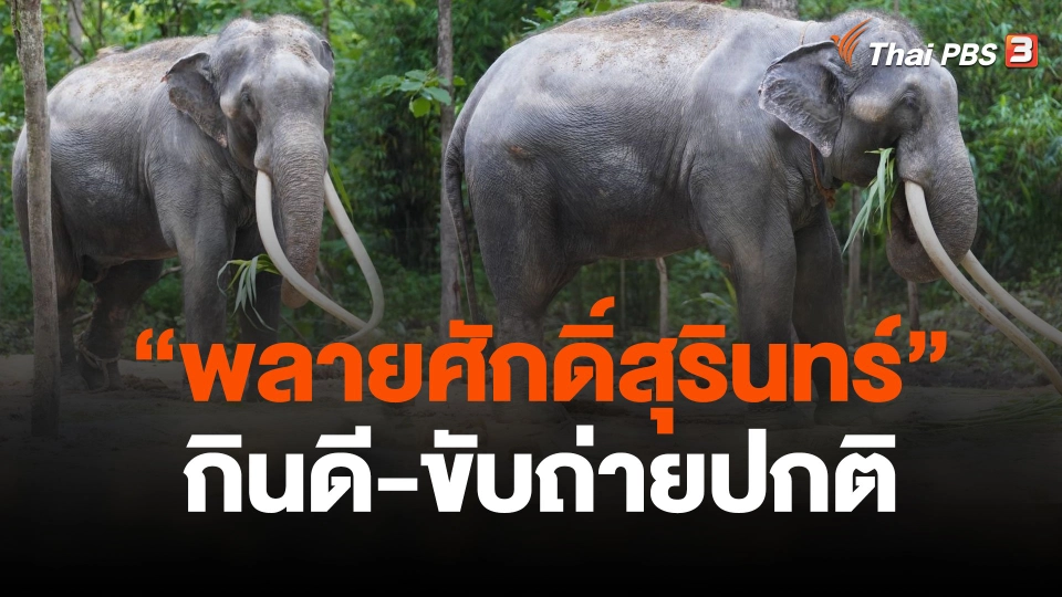 "พลายศักดิ์สุรินทร์" กินดี-ขับถ่ายปกติ