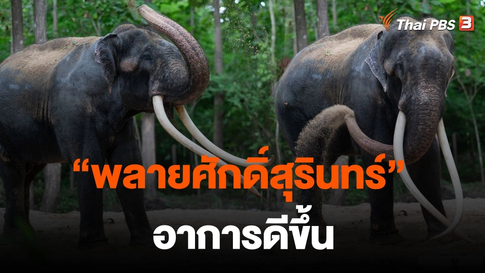 พลายศักดิ์สุรินทร์ อาการดีขึ้น