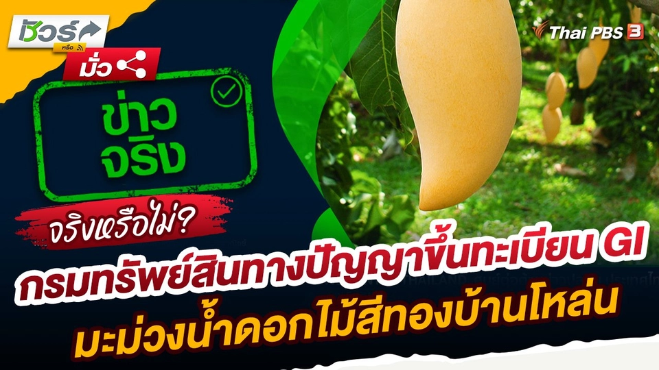 ชัวร์หรือมั่ว : กรมทรัพย์สินทางปัญญาขึ้นทะเบียน GI มะม่วงน้ำดอกไม้สีทองบ้านโหล่น จ.ชัยภูมิ