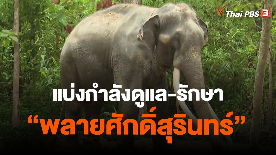 ​แบ่งกำลังดูแล-รักษา "พลายศักดิ์สุรินทร์"