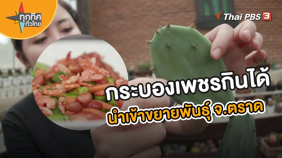 ​อาชีพทั่วไทย : ขยายพันธุ์กระบองเพชรกินได้ จ.ตราด | ทุกทิศทั่วไทย