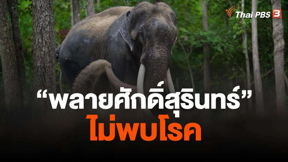 ผลตรวจ "พลายศักดิ์สุรินทร์" ไม่พบโรค