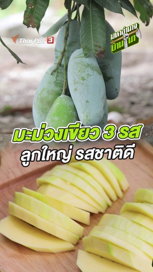 มะม่วงเขียว 3 รส ลูกใหญ่ รสชาติดี