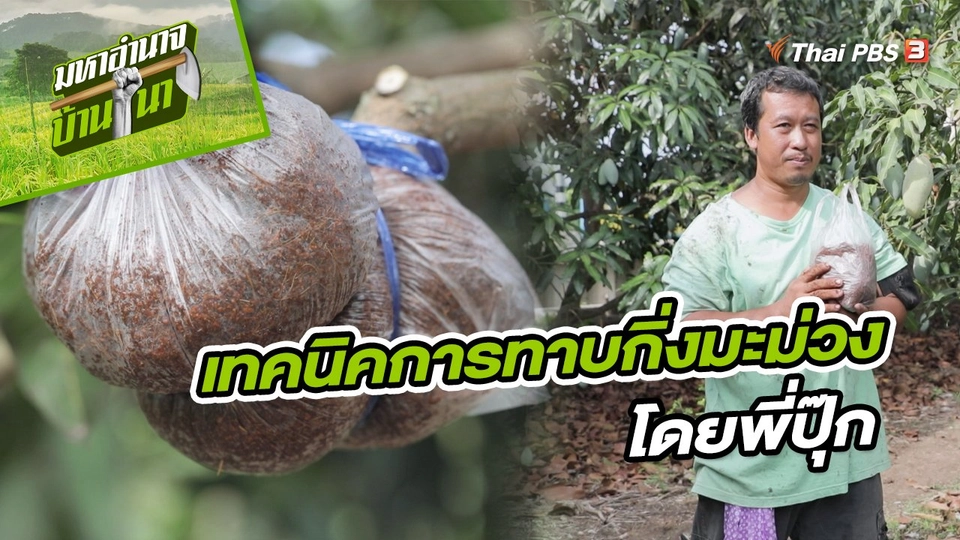 ​สูตรลับฉบับบ้านนา : เทคนิคการทาบกิ่งมะม่วง โดยพี่ปุ๊ก
