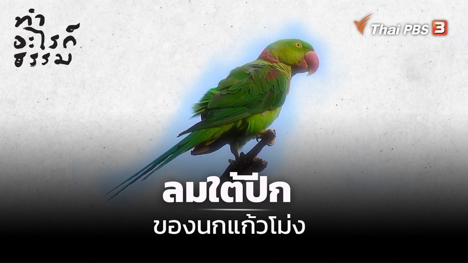 ​“ลมใต้ปีก” ของนกแก้วโม่ง