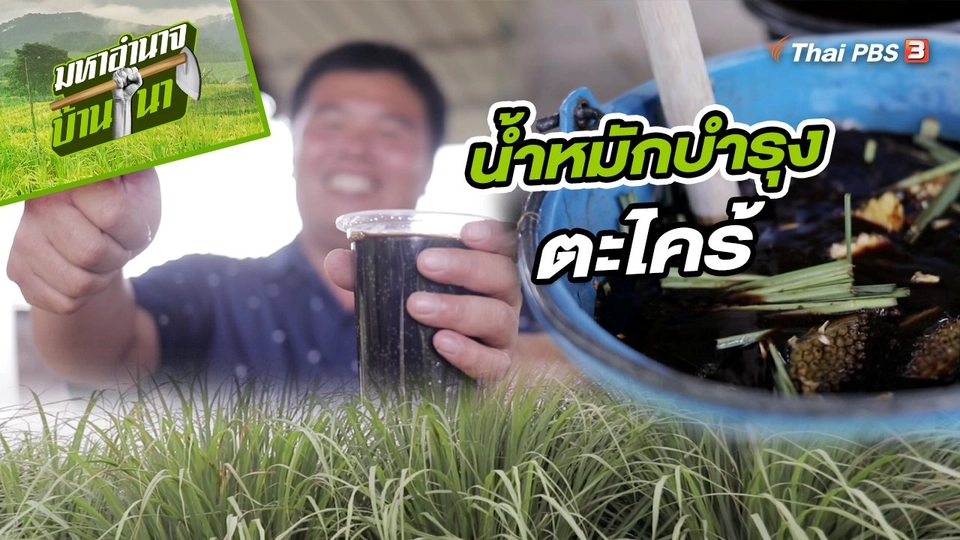 สูตรลับฉบับบ้านนา : น้ำหมักบำรุงตะไคร้