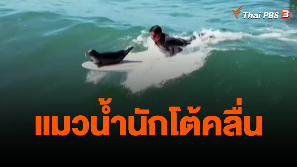 ​แมวน้ำนักโต้คลื่น