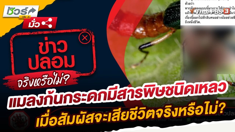 ​ชัวร์หรือมั่ว : แมลงก้นกระดกมีสารพิษชนิดเหลว เมื่อสัมผัสจะเสียชีวิตจริงหรือไม่?