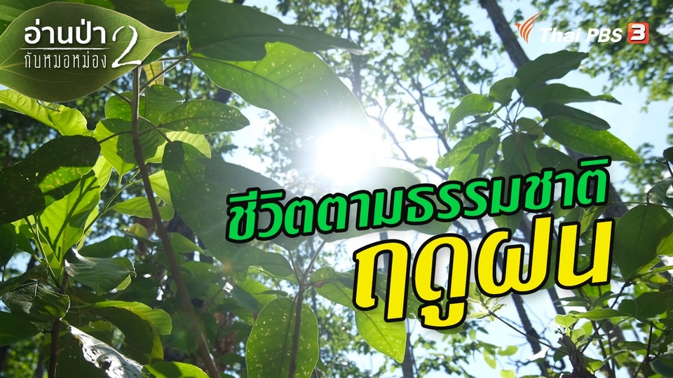 ชีวิตตามธรรมชาติฤดูฝน