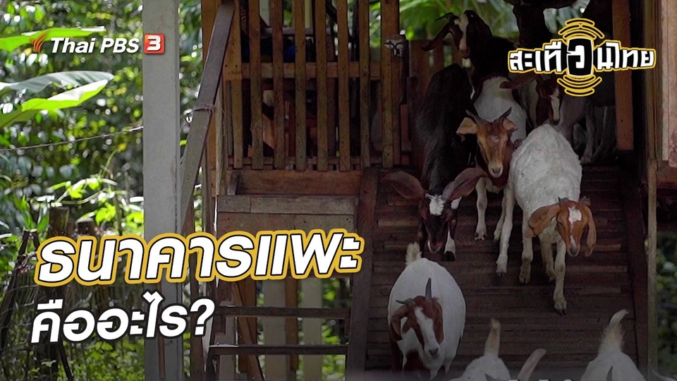 ​นักสร้างความเปลี่ยนแปลง : ธนาคารแพะคืออะไร?