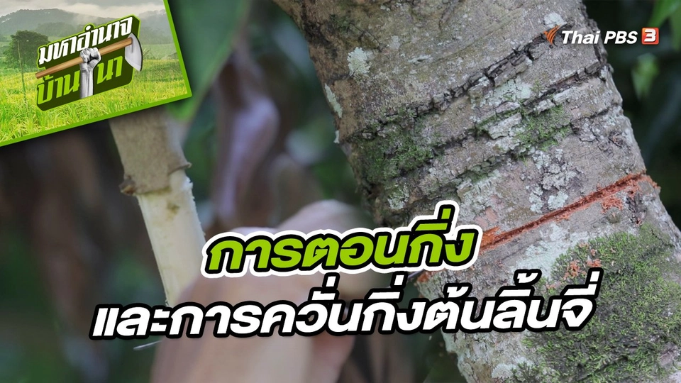 ​สูตรลับฉบับบ้านนา : เทคนิคการตอนกิ่งและการควั่นกิ่งต้นลิ้นจี่