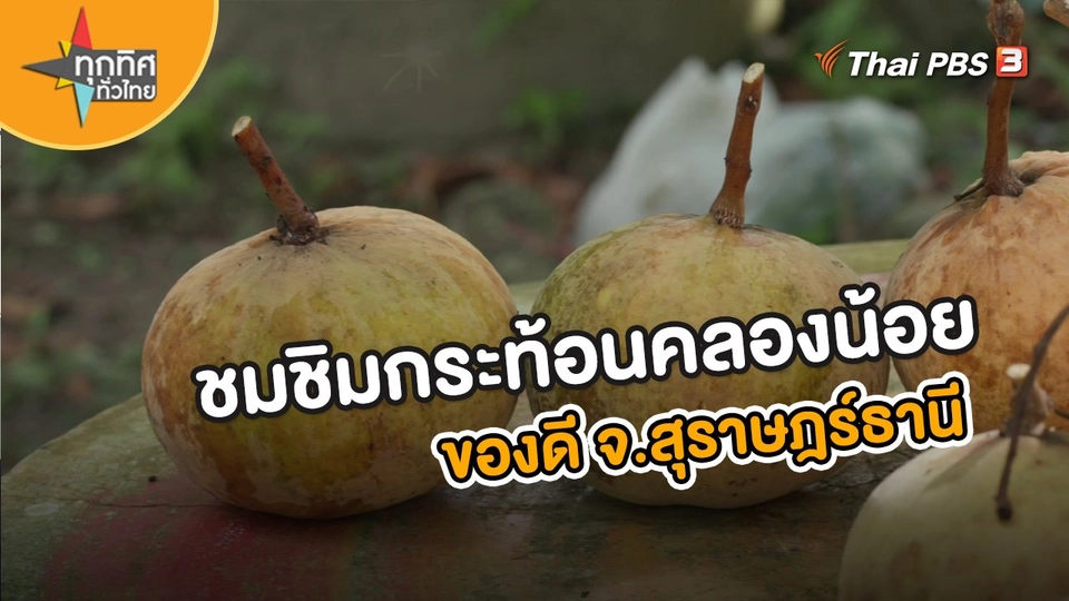 ​อาชีพทั่วไทย : ชมชิมกระท้อนคลองน้อย ของดี จ.สุราษฎร์ธานี