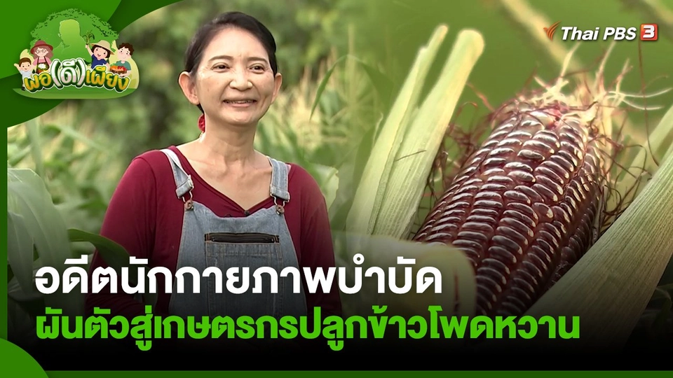 อดีตนักกายภาพบำบัดผันตัวสู่เกษตรกรปลูกข้าวโพดหวาน