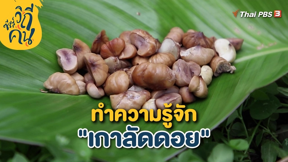 ทำความรู้จัก "เกาลัดดอย"