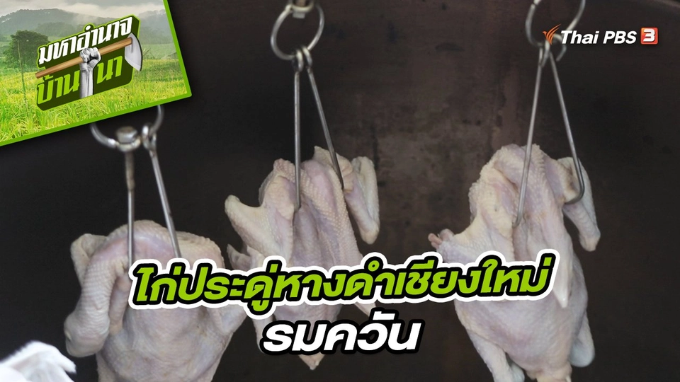 ​สูตรลับฉบับบ้านนา : ไก่ประดู่หางดำเชียงใหม่รมควัน