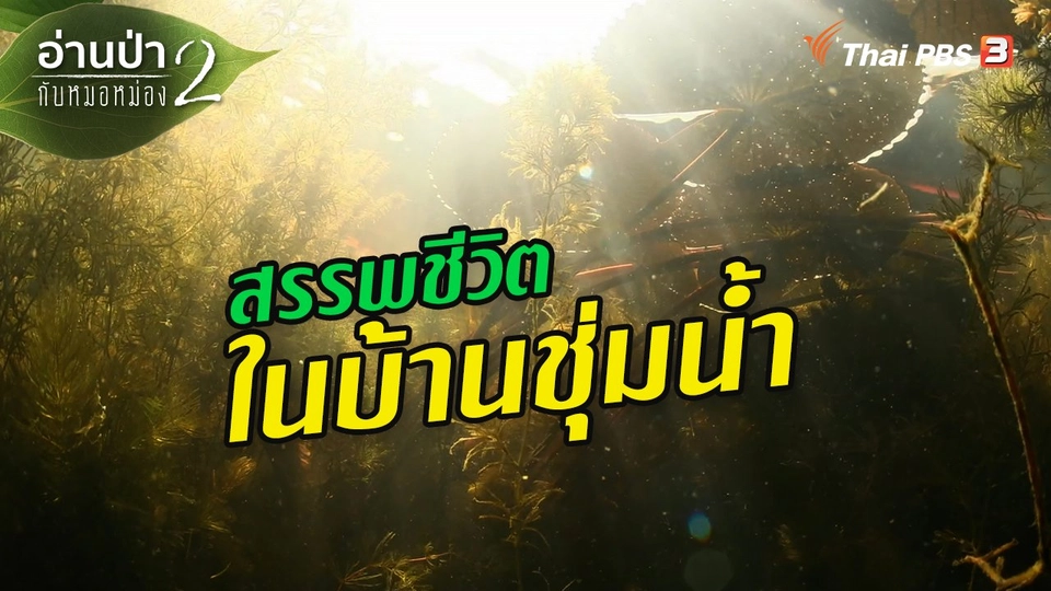 ส่องธรรมชาติ : สรรพชีวิตในบ้านชุ่มน้ำ