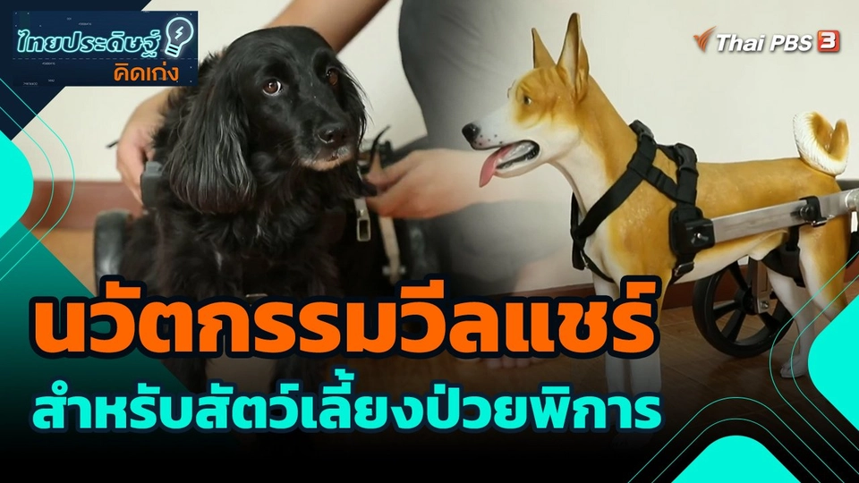 ​ไทยประดิษฐ์คิดเก่ง : นวัตกรรมวีลแชร์สำหรับสัตว์เลี้ยงป่วยพิการ