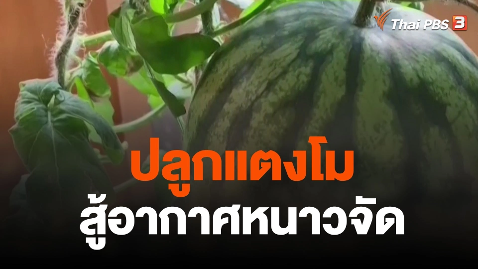 ปลูกแตงโมสู้อากาศหนาวจัด