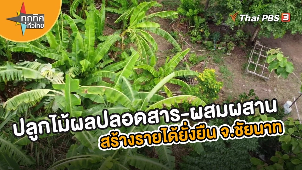 อาชีพทั่วไทย :  ปลูกไม้ผลปลอดสาร-ผสมผสาน สร้างรายได้ยั่งยืน จ.ชัยนาท