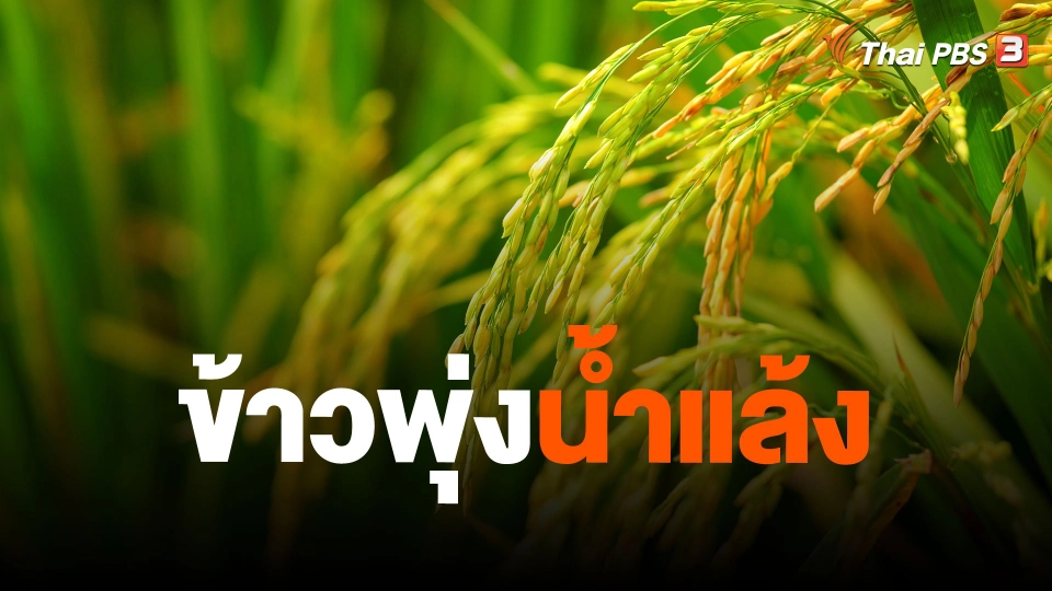 ข้าวพุ่งน้ำแล้ง