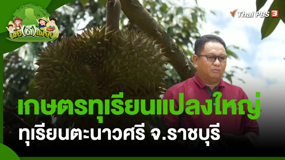 พอดีพอเพียง : เกษตรทุเรียนแปลงใหญ่ ทุเรียนตะนาวศรี จ.ราชบุรี