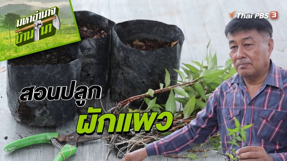 สูตรลับฉบับบ้านนา : สอนปลูกผักแพว
