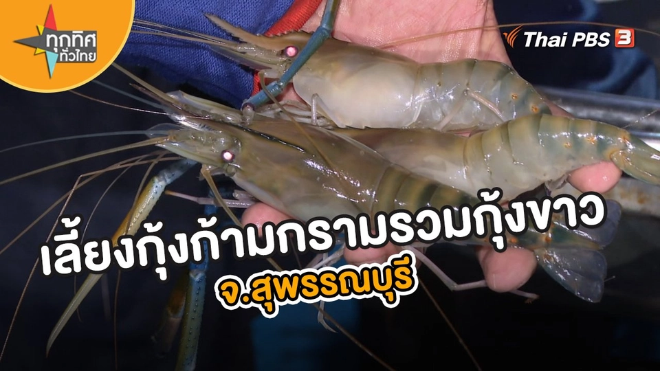อาชีพทั่วไทย : เลี้ยงกุ้งก้ามกรามรวมกุ้งขาว จ.สุพรรณบุรี