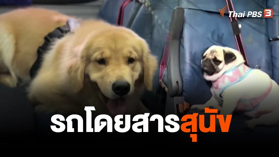 รถโดยสารสุนัข