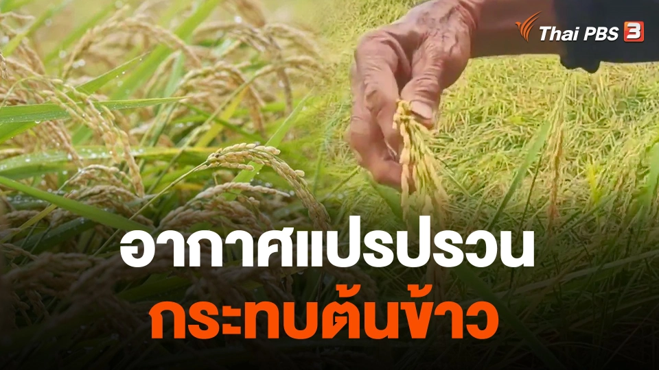 อากาศแปรปรวนกระทบต้นข้าว