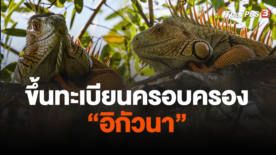 ขึ้นทะเบียนครอบครอง "อิกัวนา"