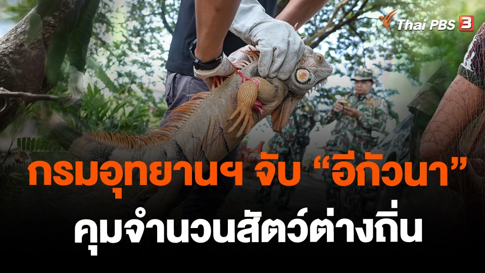 ​กรมอุทยานฯ จับ "อีกัวนา" คุมจำนวนสัตว์ต่างถิ่น