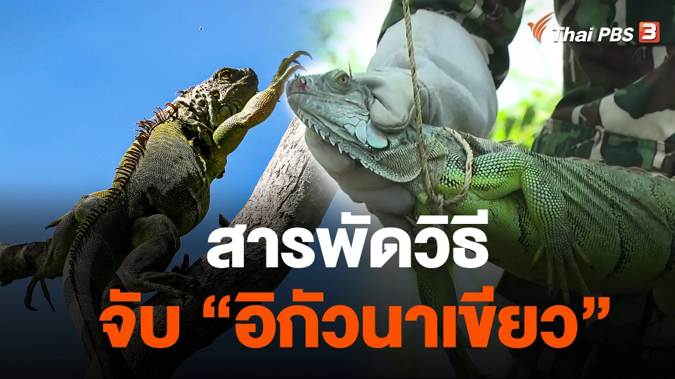 สารพัดวิธีจับ "อิกัวนาเขียว" จ.ลพบุรี