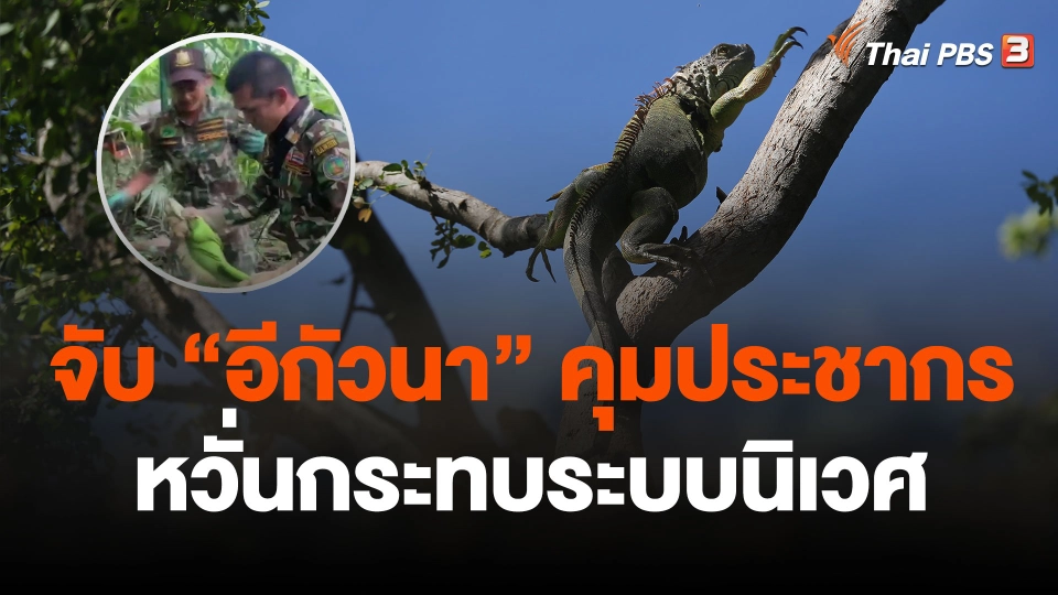 จับ "อีกัวนา" คุมประชากรหวั่นกระทบระบบนิเวศ