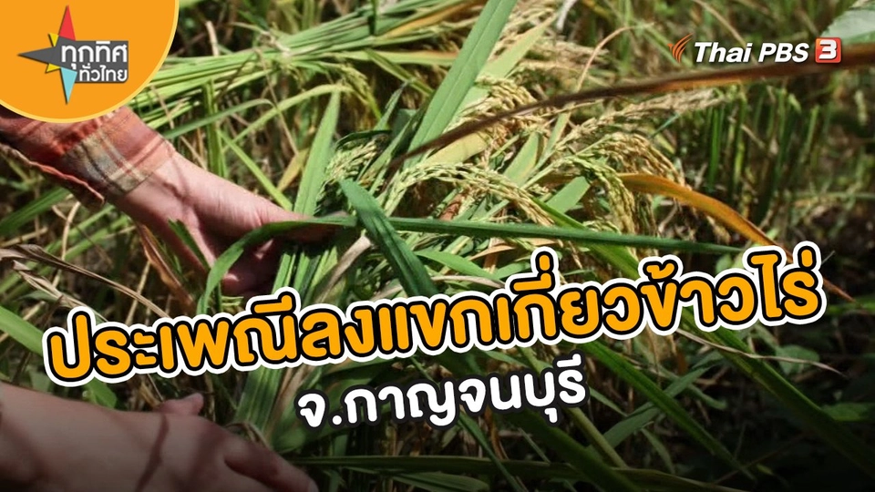 ​วิถีทั่วไทย : ประเพณีลงแขกเกี่ยวข้าวไร่ จ.กาญจนบุรี