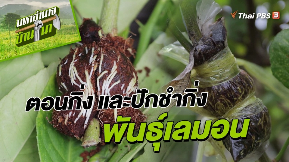 ​สูตรลับฉบับบ้านนา : วิธีการตอนกิ่ง และการปักชำกิ่งพันธุ์เลมอน