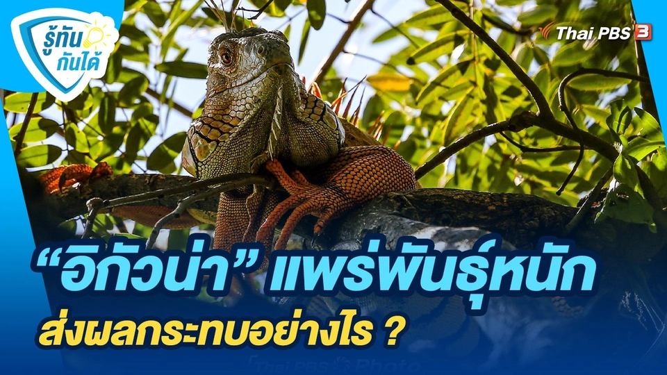 รู้ทันกันได้ : "อิกัวน่า" แพร่พันธุ์หนัก ส่งผลกระทบอย่างไร ?