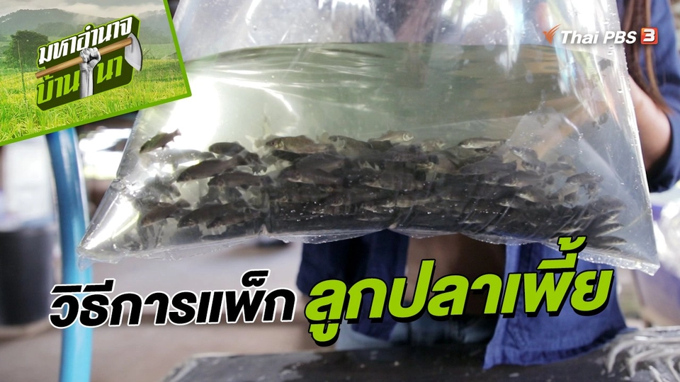 สูตรลับฉบับบ้านนา : วิธีการแพ็กลูกปลาเพี้ย