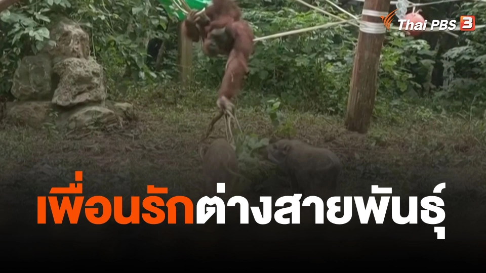 เพื่อนรักต่างสายพันธุ์