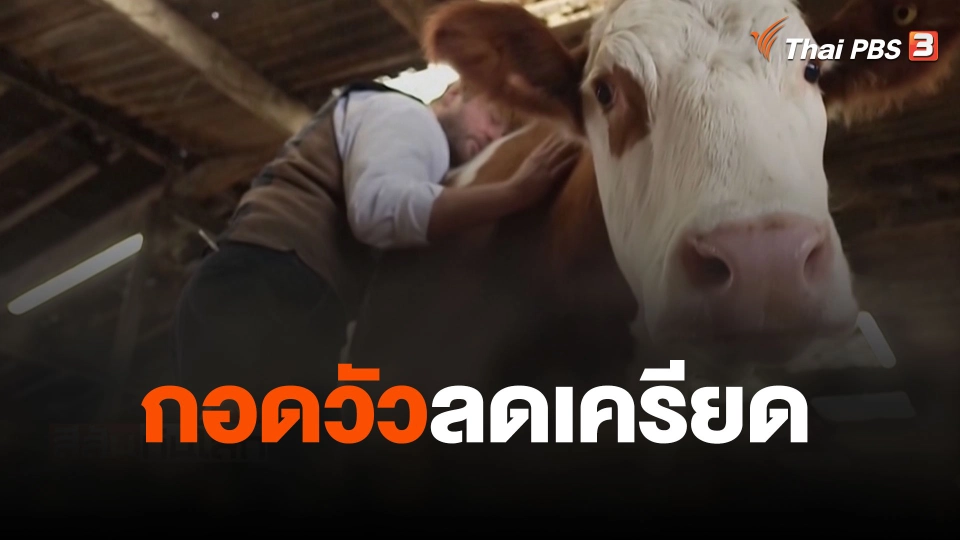 กอดวัวลดเครียด