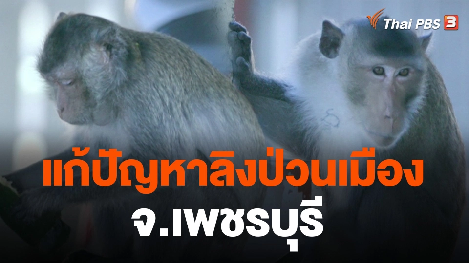 สถานีร้องเรียน : แก้ปัญหาลิงป่วนเมือง จ.เพชรบุรี