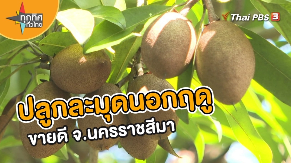 อาชีพทั่วไทย : ปลูกละมุดนอกฤดูขายดี จ.นครราชสีมา
