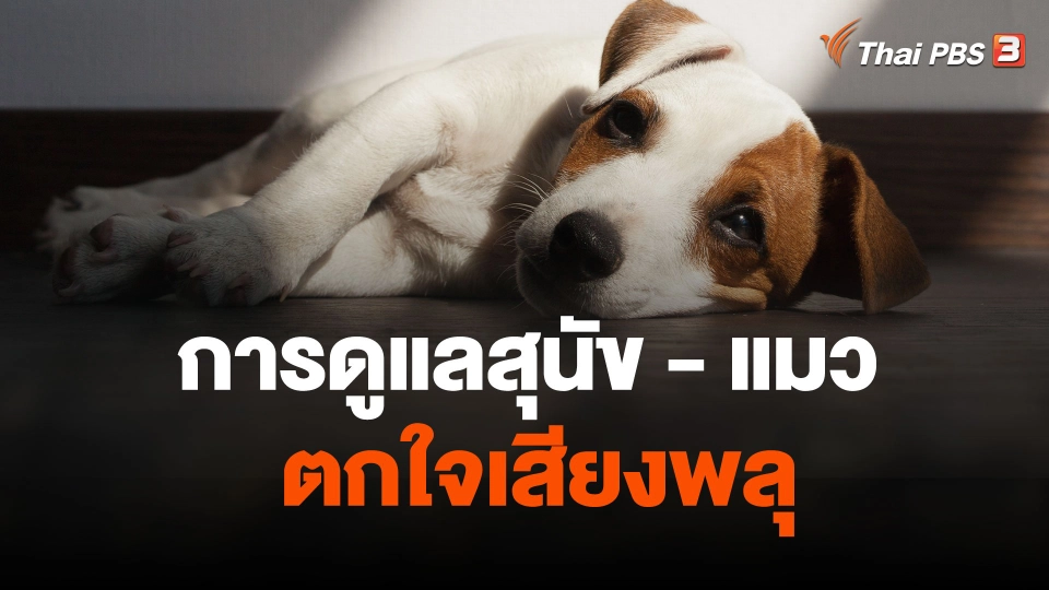 การดูแลสุนัข-แมว ตกใจเสียงพลุ