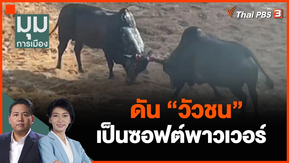 สมศักดิ์ ดัน "วัวชน" เป็นซอฟต์พาวเวอร์