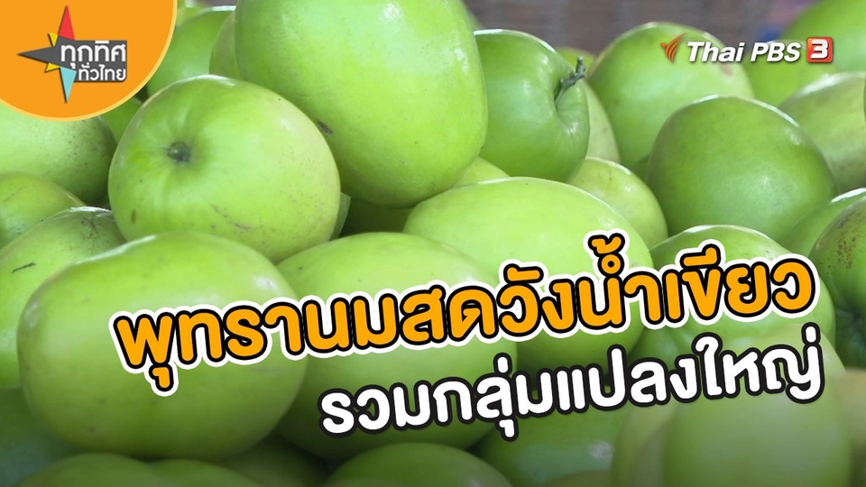 อาชีพทั่วไทย : พุทรานมสดวังน้ำเขียวรวมกลุ่มแปลงใหญ่